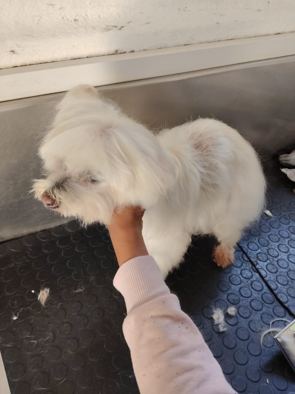 Dog after grooming, clean and fluffy